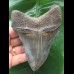 12.0 cm beautifully colored Megalodon tooth