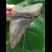 12.0 cm beautifully colored Megalodon tooth