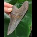 12.0 cm beautifully colored Megalodon tooth