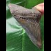 12.0 cm beautifully colored Megalodon tooth