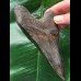12.0 cm beautifully colored Megalodon tooth