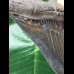 12.0 cm beautifully colored Megalodon tooth