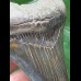 12.0 cm beautifully colored Megalodon tooth