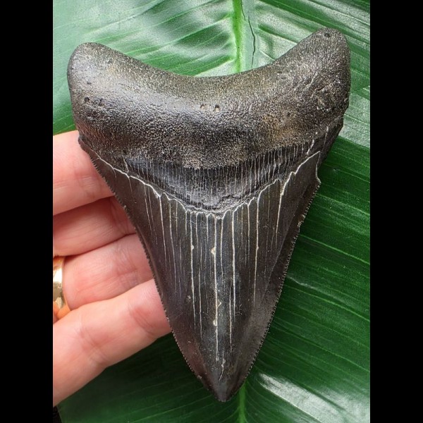 10.1 cm dark tooth from the Megalodon