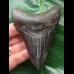 10.1 cm dark tooth from the Megalodon