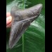 10.1 cm dark tooth from the Megalodon