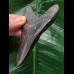 10.1 cm dark tooth from the Megalodon