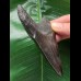 10.1 cm dark tooth from the Megalodon