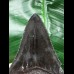 10.1 cm dark tooth from the Megalodon