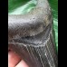 10.1 cm dark tooth from the Megalodon
