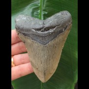 10,9 cm grauer Zahn des Megalodon