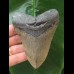 10,9 cm grauer Zahn des Megalodon