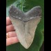 10,9 cm grauer Zahn des Megalodon