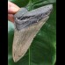 10,9 cm grauer Zahn des Megalodon