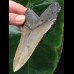 10,9 cm grauer Zahn des Megalodon