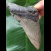 10,9 cm grauer Zahn des Megalodon