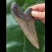 10,9 cm grauer Zahn des Megalodon