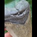 10,9 cm grauer Zahn des Megalodon