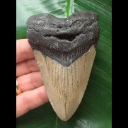 10.0 cm dagger-shaped tooth of the Megaolodon