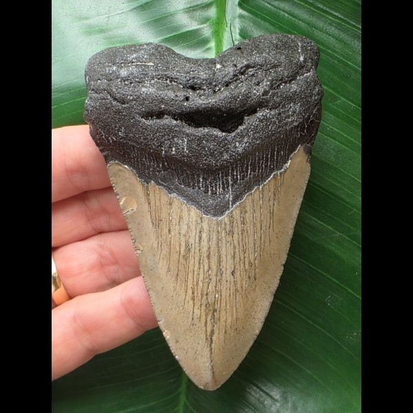 10.0 cm dagger-shaped tooth of the Megaolodon