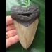 10.0 cm dagger-shaped tooth of the Megaolodon