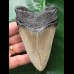 10.0 cm dagger-shaped tooth of the Megaolodon