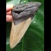 10.0 cm dagger-shaped tooth of the Megaolodon