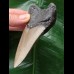 10.0 cm dagger-shaped tooth of the Megaolodon