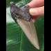 10.0 cm dagger-shaped tooth of the Megaolodon