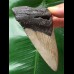 10.0 cm dagger-shaped tooth of the Megaolodon
