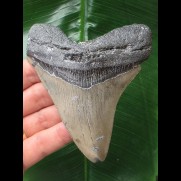 10,5 cm grauer scharfer Zahn des Megalodon