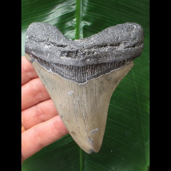 10,5 cm grauer scharfer Zahn des Megalodon