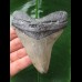 10,5 cm grauer scharfer Zahn des Megalodon
