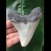 10,5 cm grauer scharfer Zahn des Megalodon