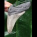 10,5 cm grauer scharfer Zahn des Megalodon