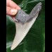 10,5 cm grauer scharfer Zahn des Megalodon