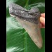 10,5 cm grauer scharfer Zahn des Megalodon
