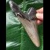 10,5 cm grauer scharfer Zahn des Megalodon