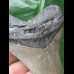 10,5 cm grauer scharfer Zahn des Megalodon