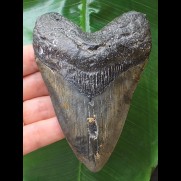 10,8 cm symmetrischer dunkler Zahn des Megalodon
