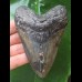 10,8 cm symmetrischer dunkler Zahn des Megalodon