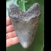 10,8 cm symmetrischer dunkler Zahn des Megalodon