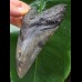 10,8 cm symmetrischer dunkler Zahn des Megalodon