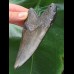 10,8 cm symmetrischer dunkler Zahn des Megalodon
