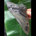 10,8 cm symmetrischer dunkler Zahn des Megalodon