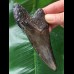 10,8 cm symmetrischer dunkler Zahn des Megalodon
