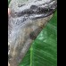 10,8 cm symmetrischer dunkler Zahn des Megalodon