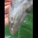 10,8 cm symmetrischer dunkler Zahn des Megalodon