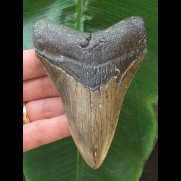 11.4 cm dagger-shaped, sharp tooth of the Megalodon
