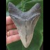 11.4 cm dagger-shaped, sharp tooth of the Megalodon
